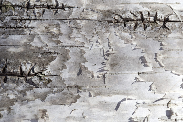 Birch Bark Texture