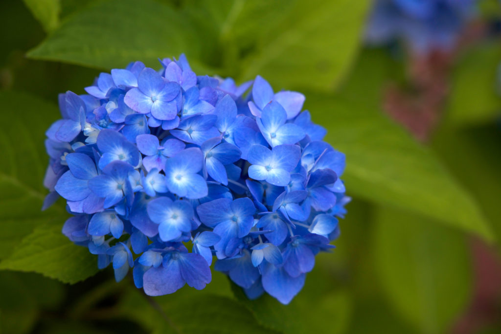 Blue Hydrangea Flower