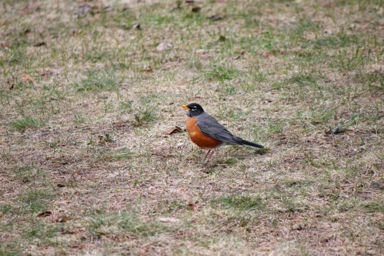 Robin on Lawn