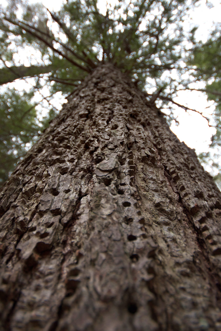 Looking Up at Tree Bark