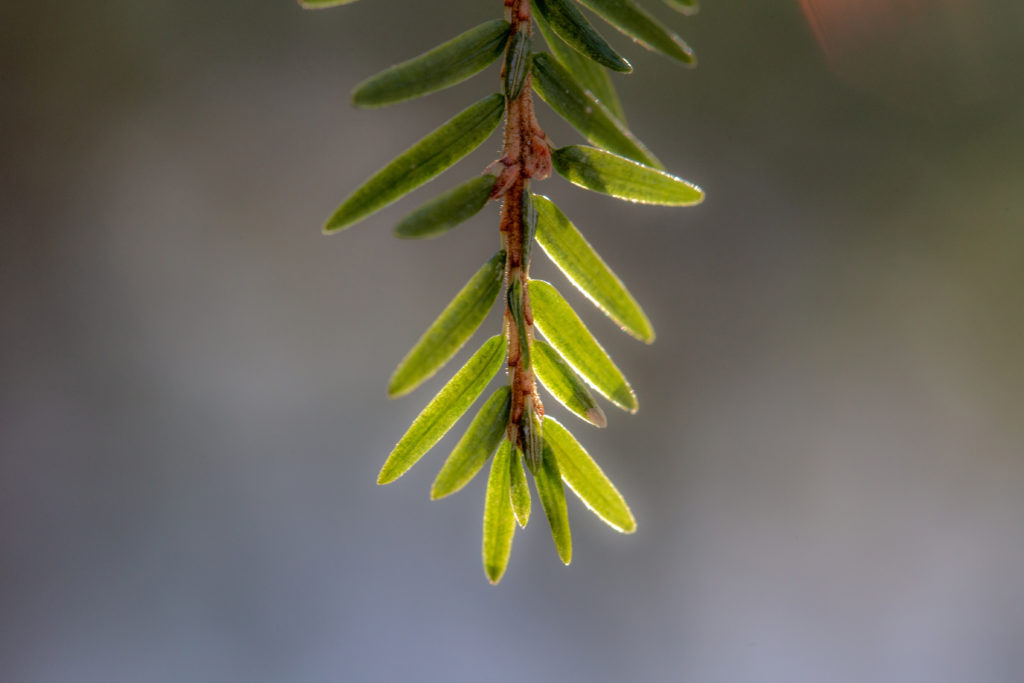 Bokeh Evergreen Needles