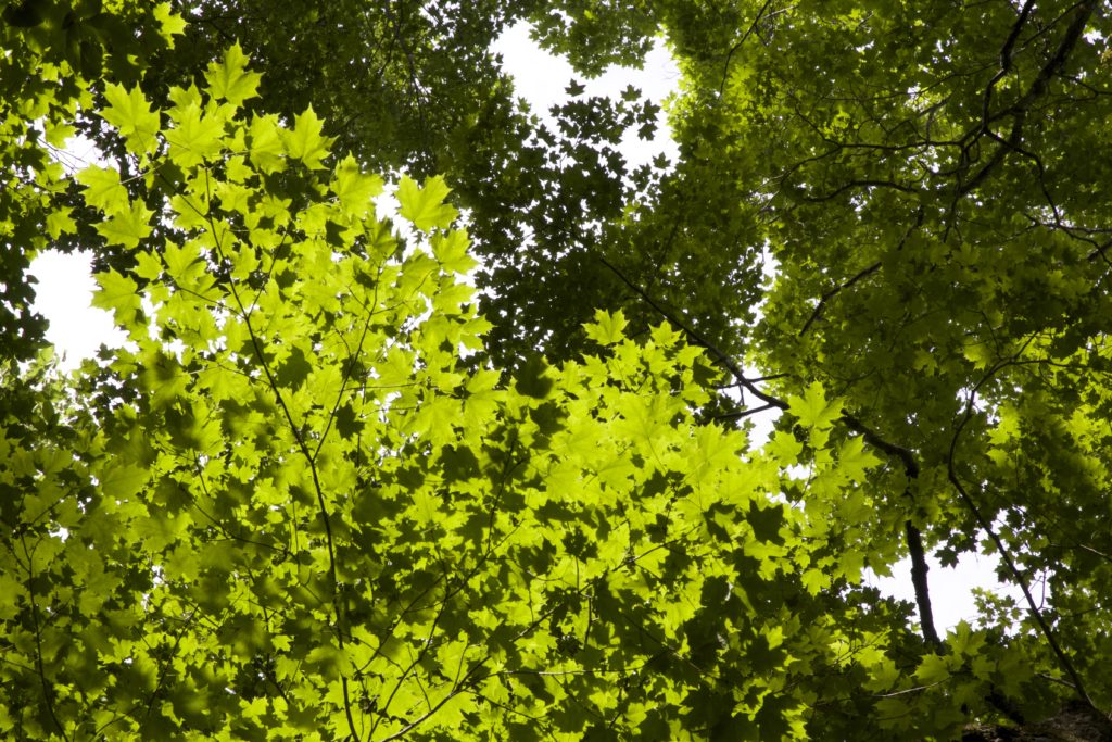 Summer Leaves in the Forest