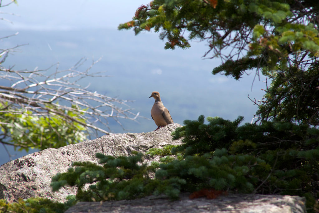 Curious Bird