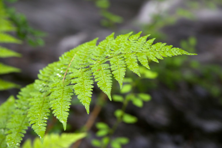 Vibrant Green Fern