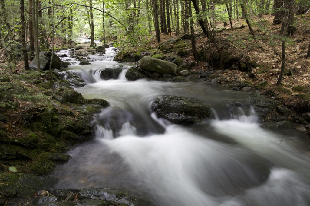 A River Runs Through the Woods