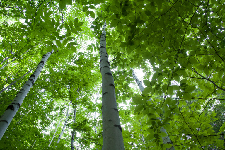 Lush Birch Forest