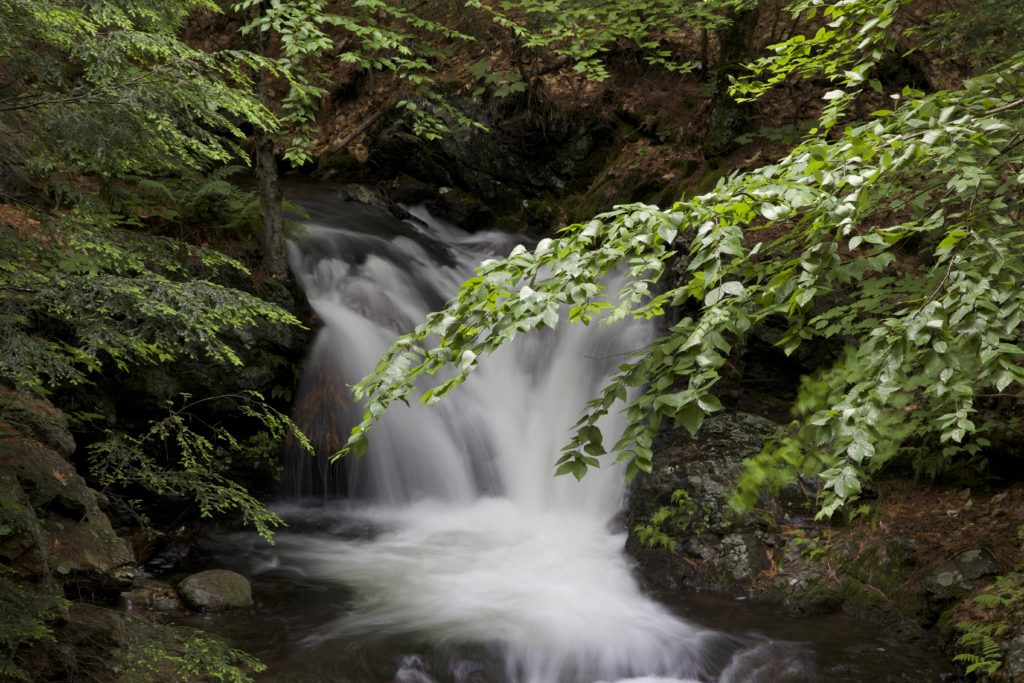 Lush Waterfall in the Woods