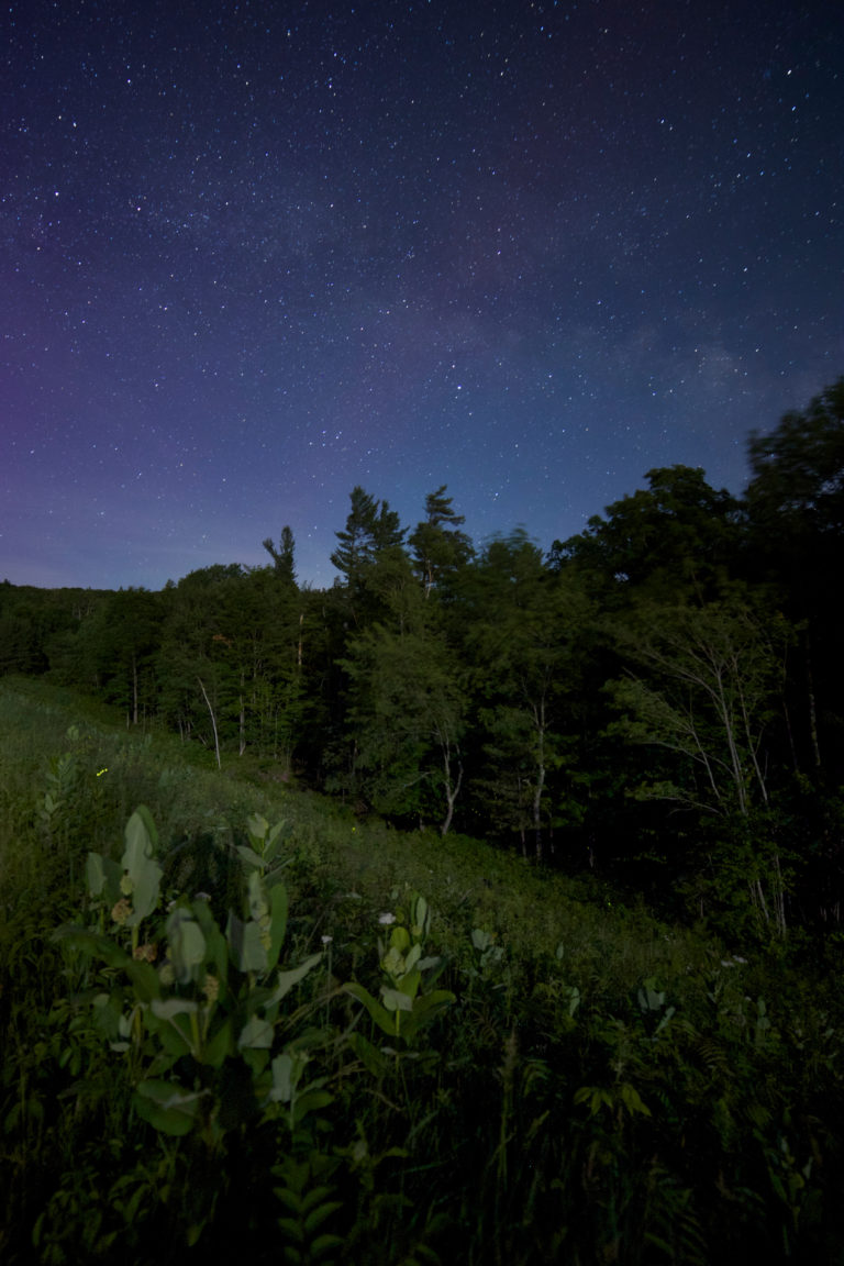 Field at Night