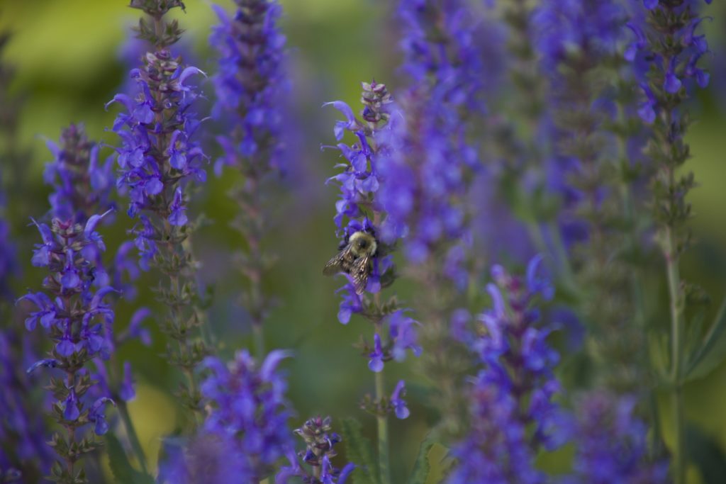 Bee on Purple Flowers