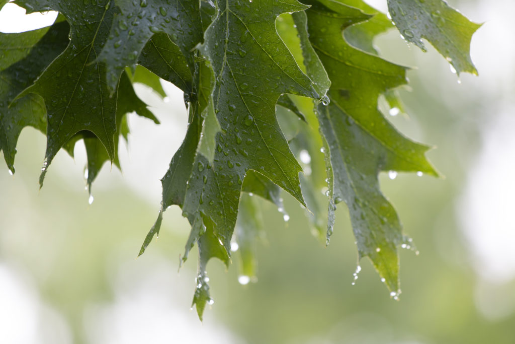 Wet Oak Leaves