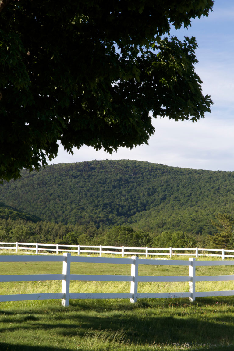 Large Tree Over Fence