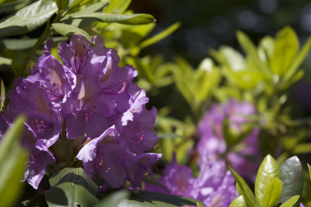 Purple Flowers