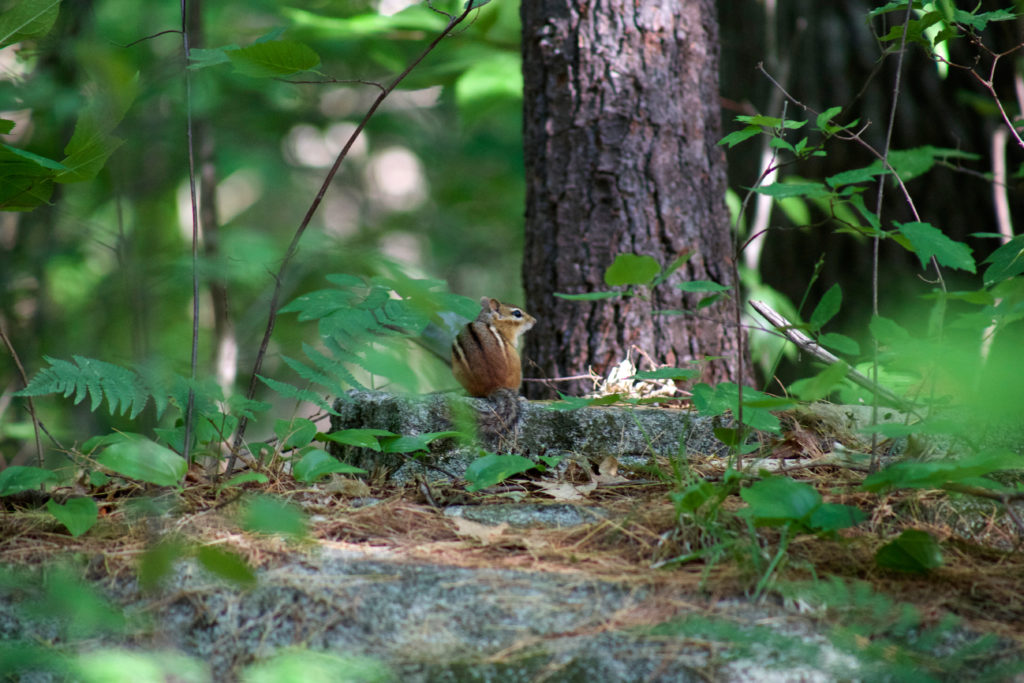 Chipmunk in the Woods