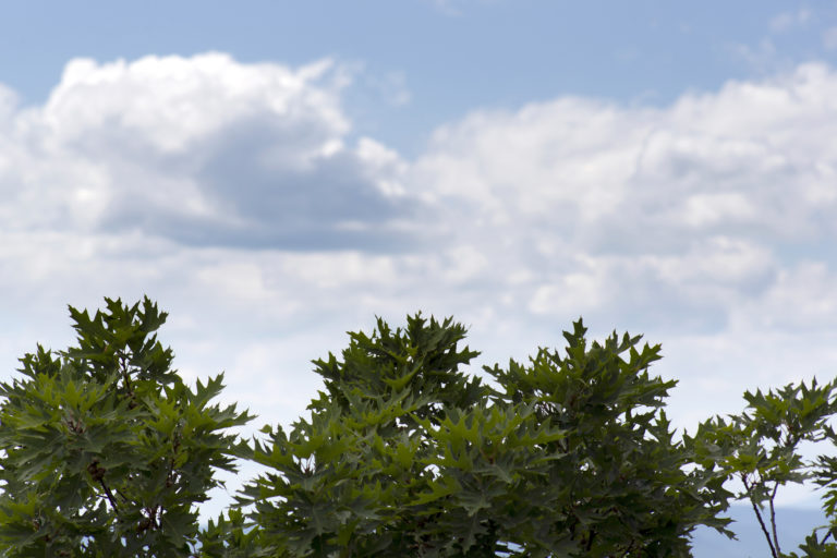 White Clouds Over Green Trees