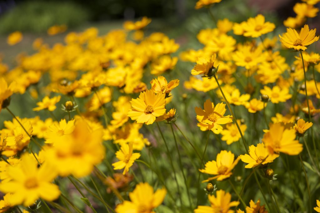 Golden Yellow Flowers