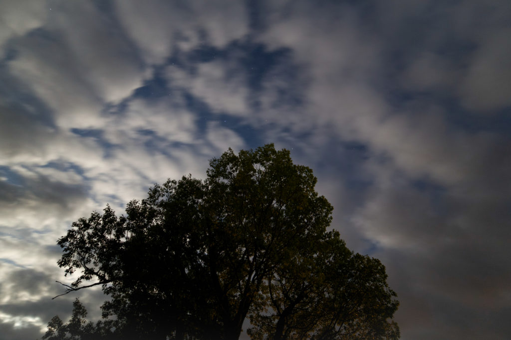 Moody Tree at Night