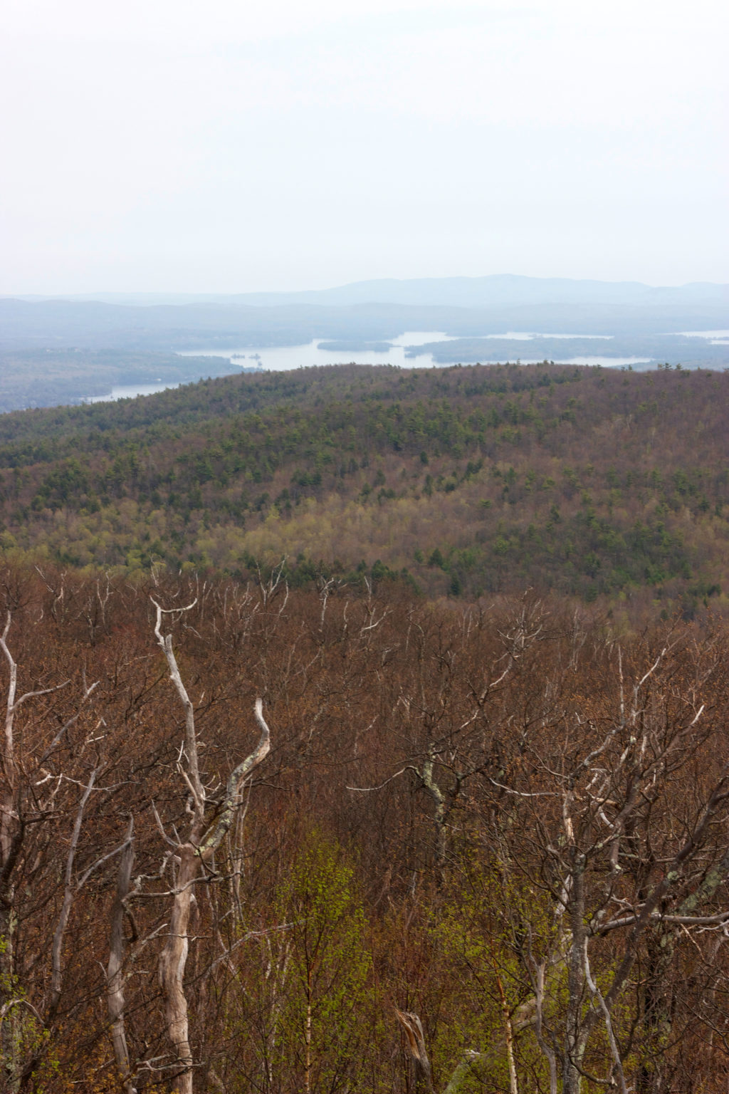 Bare Trees and a Foggy View