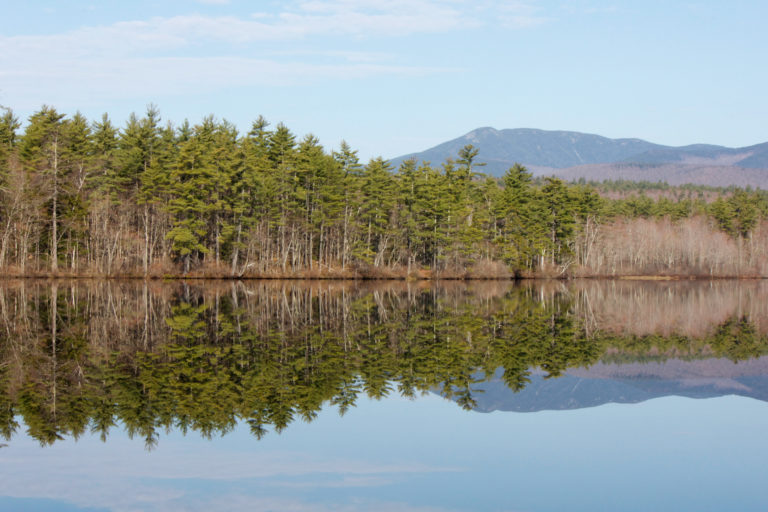 Still Woods Reflections