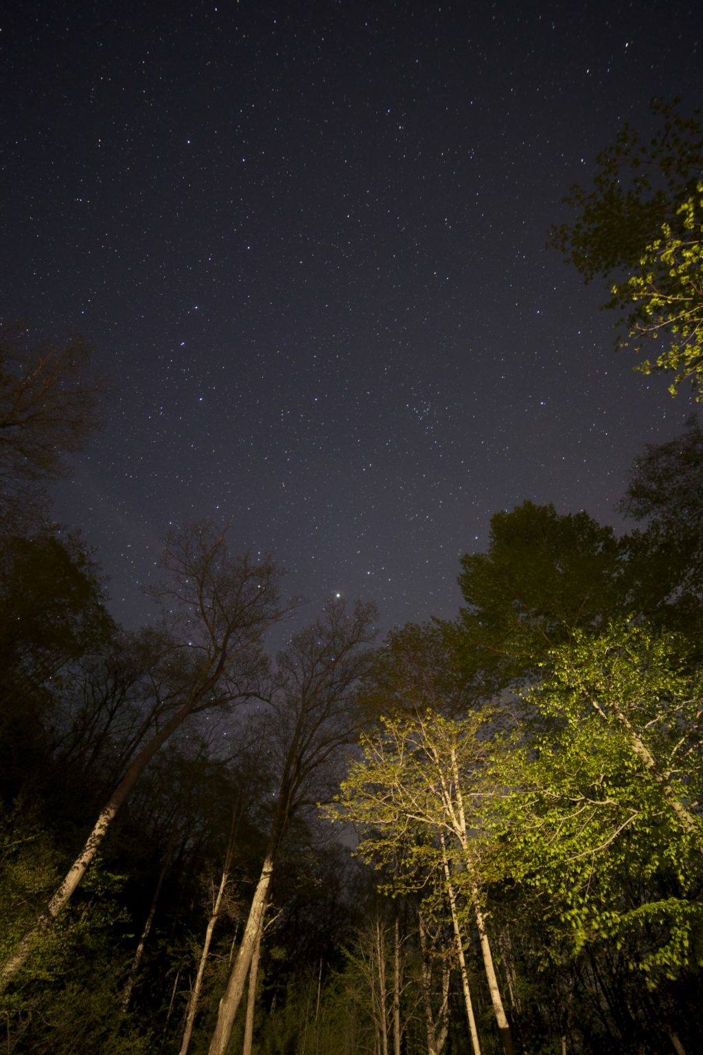 Looking Up at the Trees Towards the Night Sky