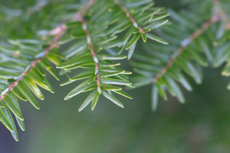 Hemlock Needles