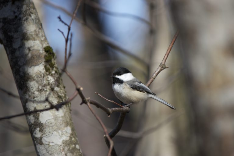 Single Chickadee on a Bare Tree