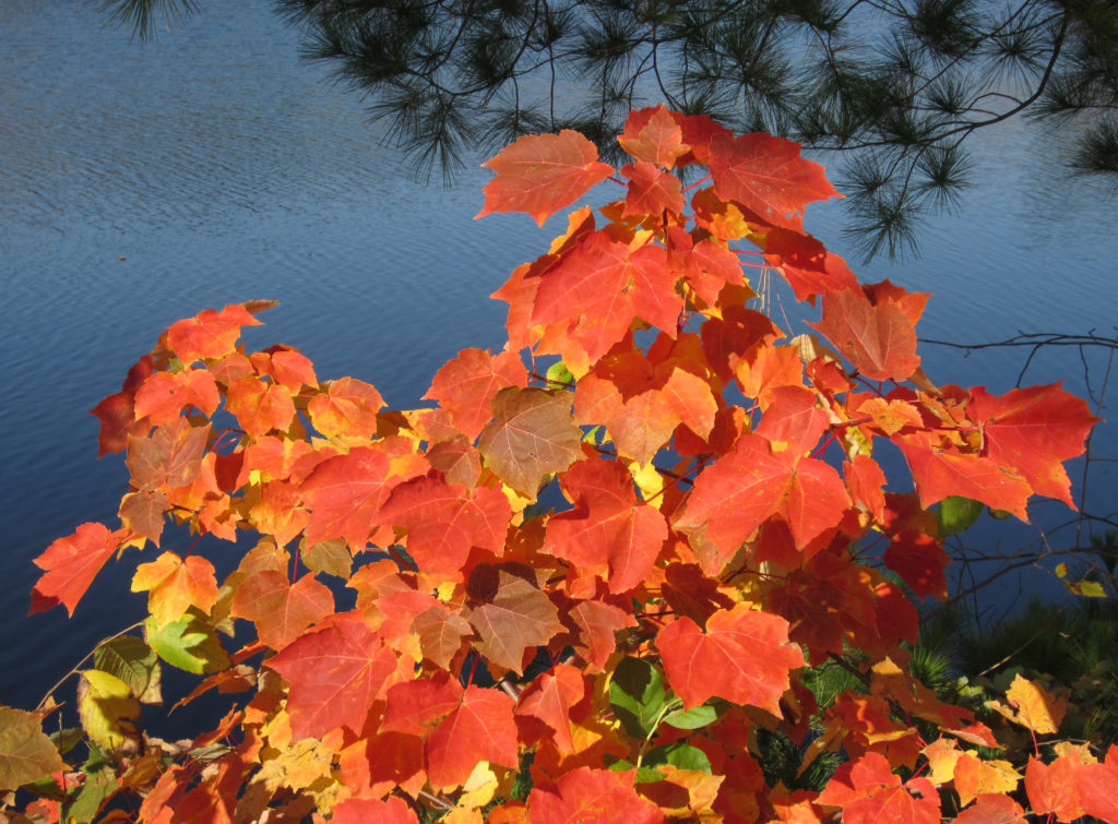 Bold Red Fall Foliage