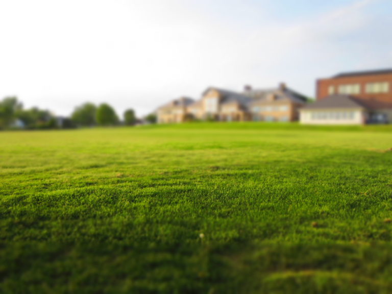 Lush Green Grass Field