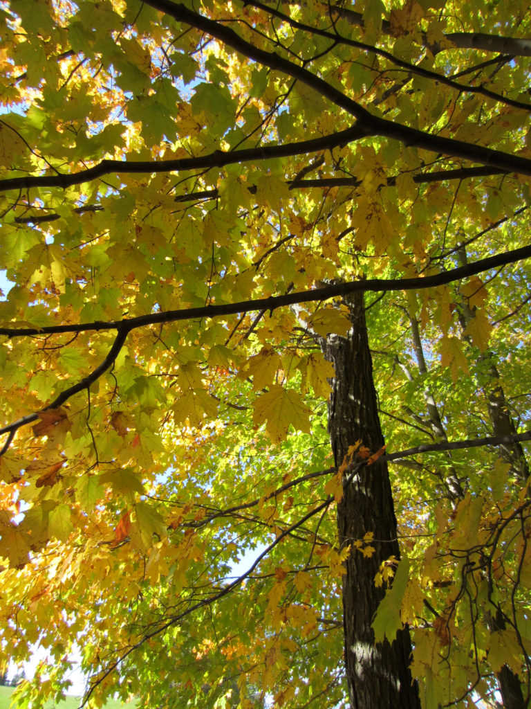 Fall Leaves and Tree Branches