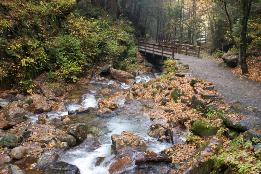 Autumn Leaves on a Bridge Path