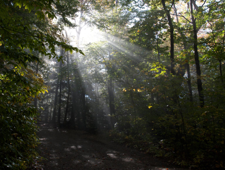 Misty Sunlight in the Forest