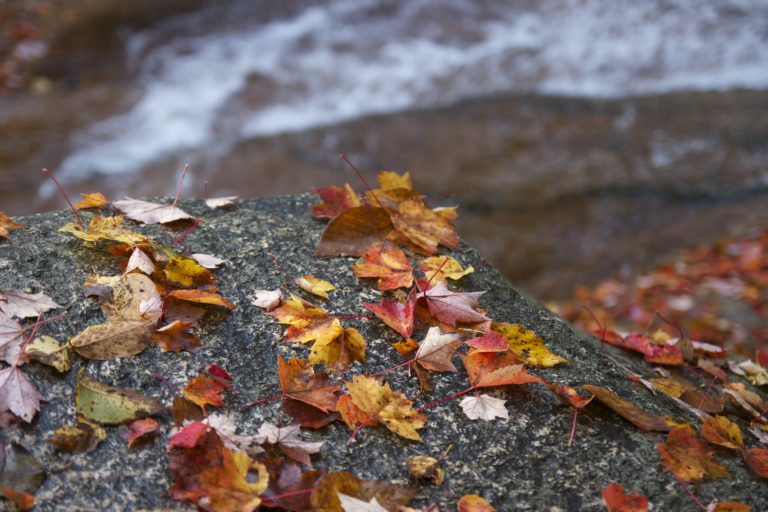 Autumn Leaves With Water in the Background