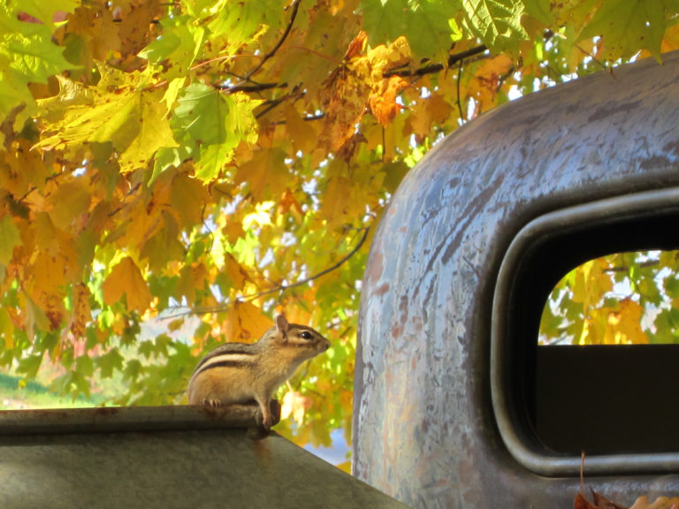 Chipmunk on a Truck in the Fall