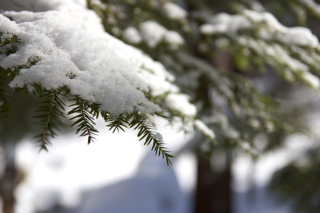 Snow Covered Tree Branches