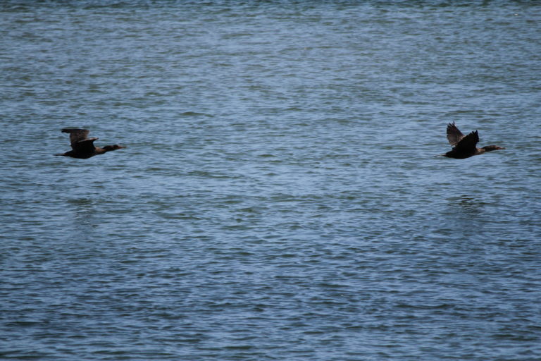 Birds Flying Close to the Water