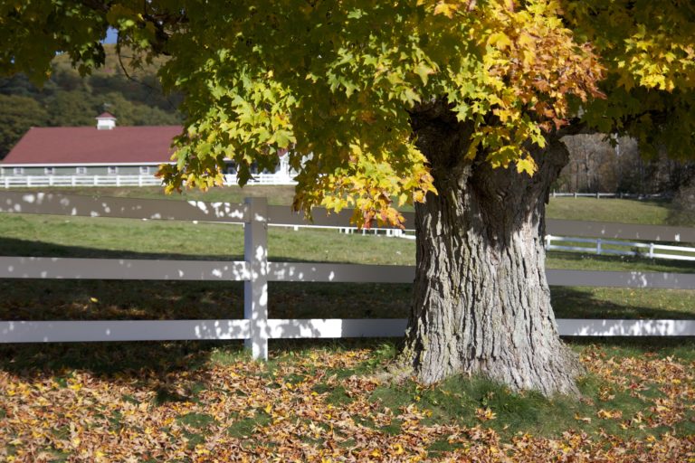 Autumn Tree Next to a Fence