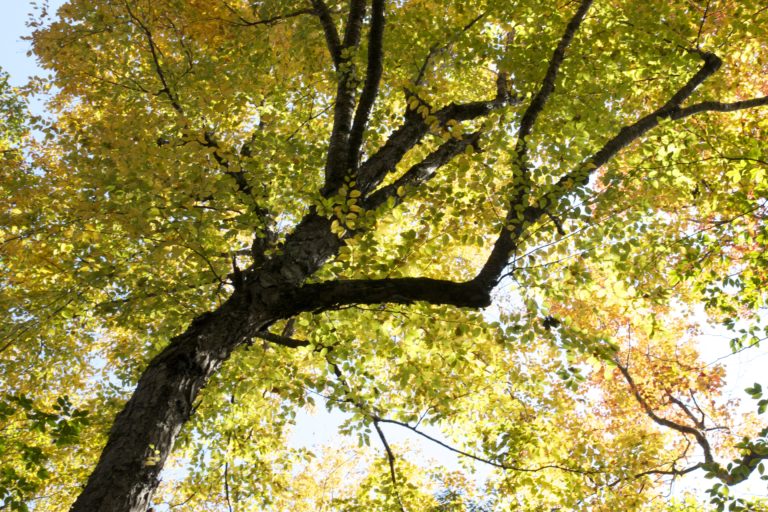 Looking Up at Autumn Foliage