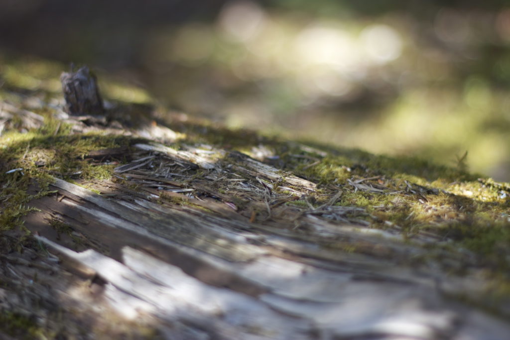 Fallen Log Macro