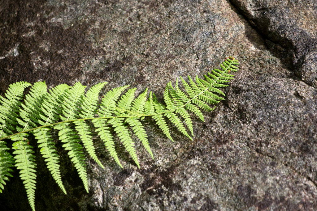 Green Fern Against Rock