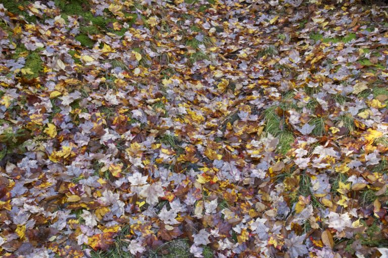 Forest Floor Covered in Leaves