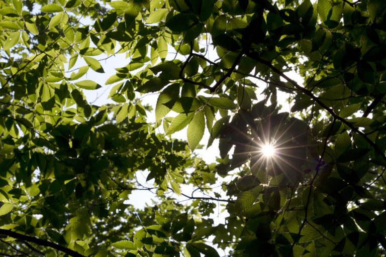 Sunlight Through Green Foliage