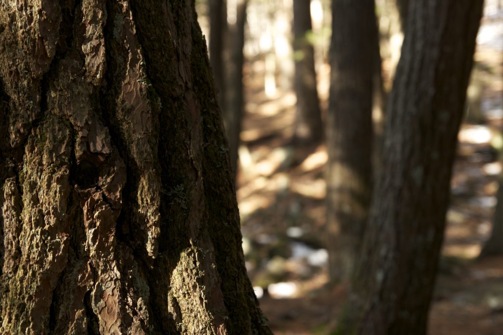 Pine Forest Sunlight