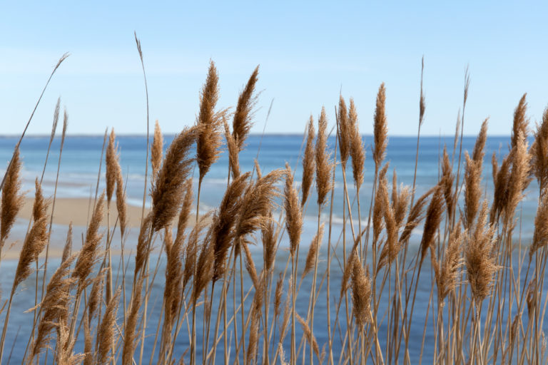 Beach Grass