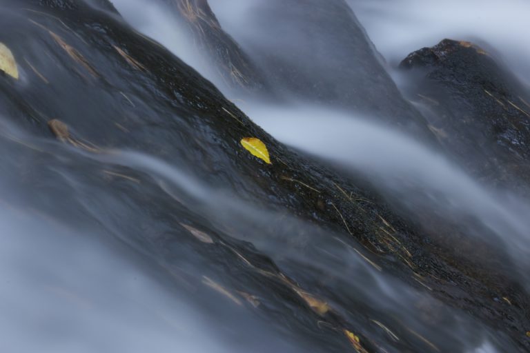 River Water Running Through Leaves