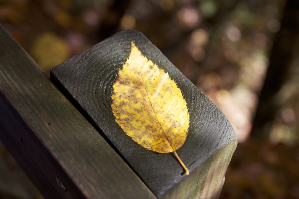 Isolated Leaf