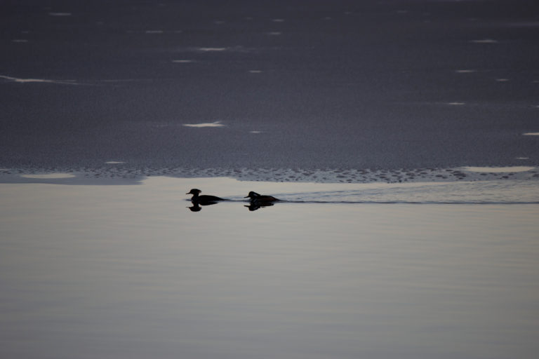 Birds Swimming in a Frozen Lake