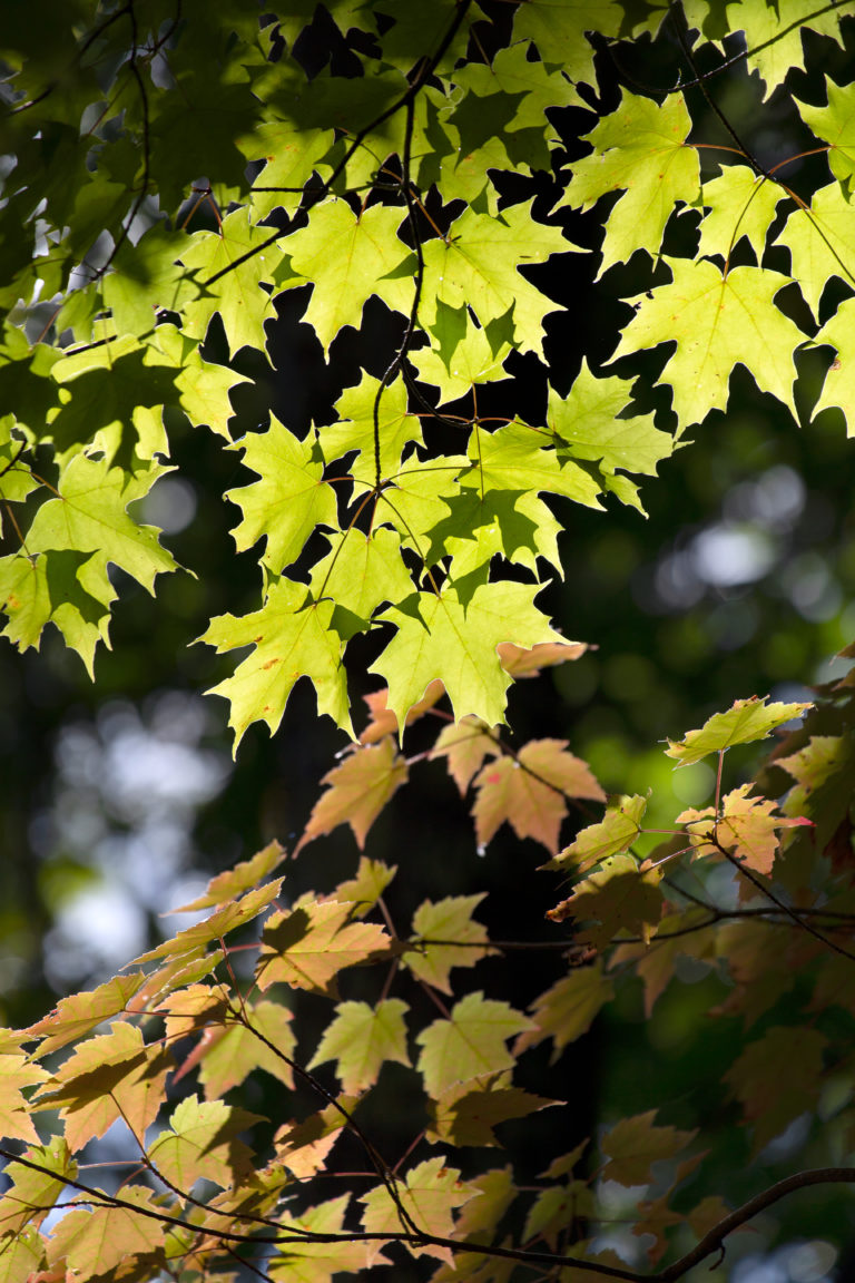 Luminous Fall Leaves