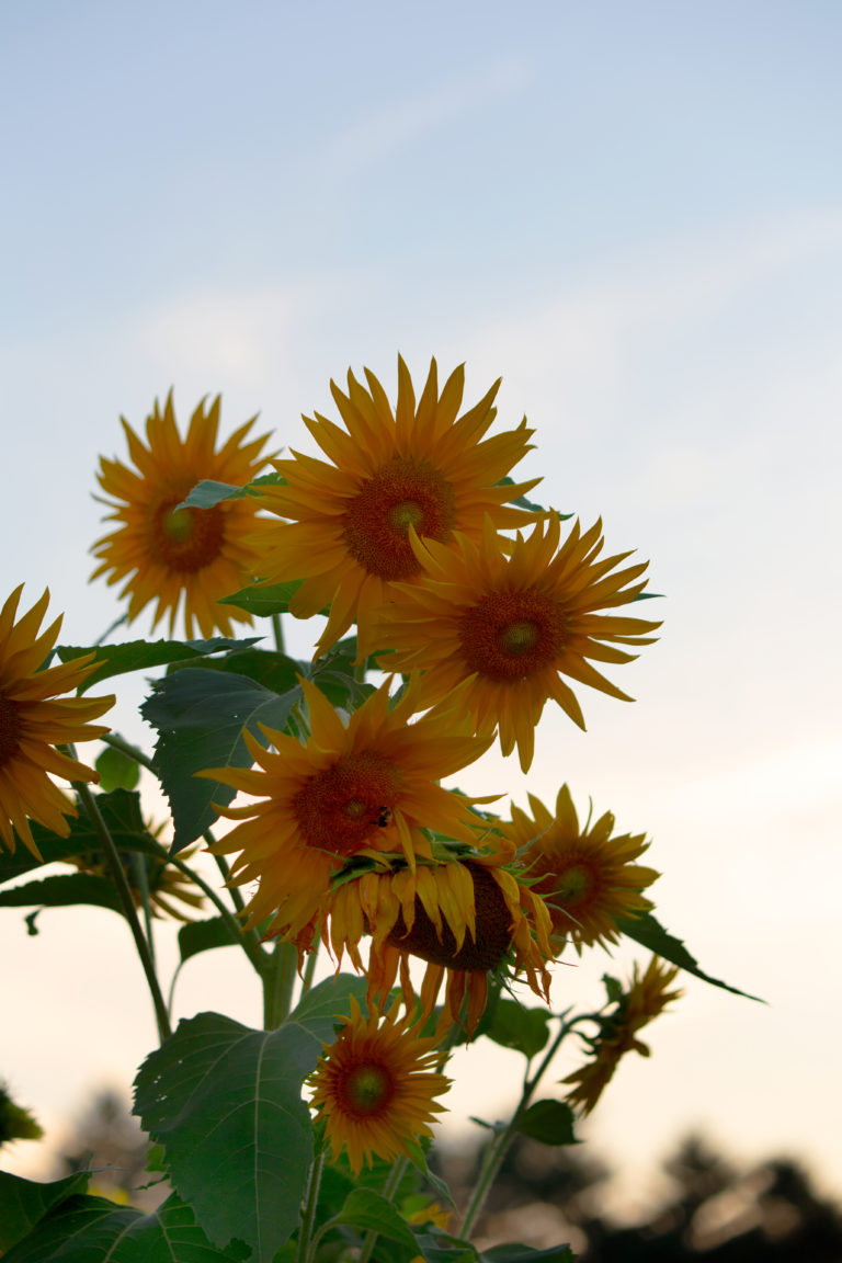 Small Sunflowers