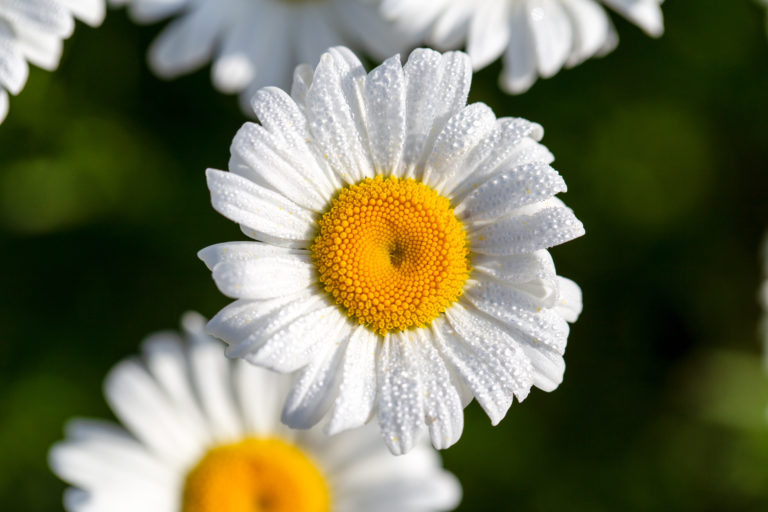 Summer Daisy Macro