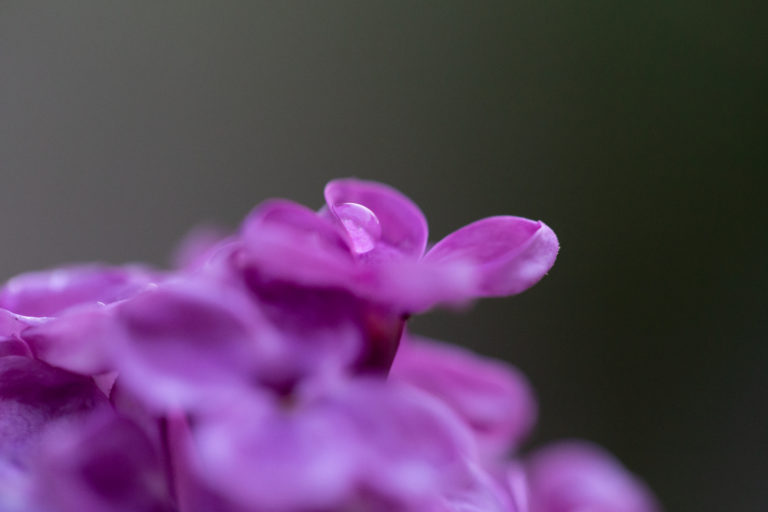 Macro Flower Petal Droplet