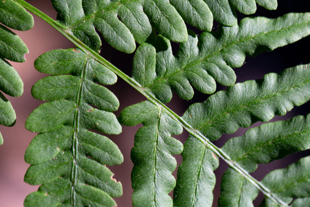 Macro Green Plant